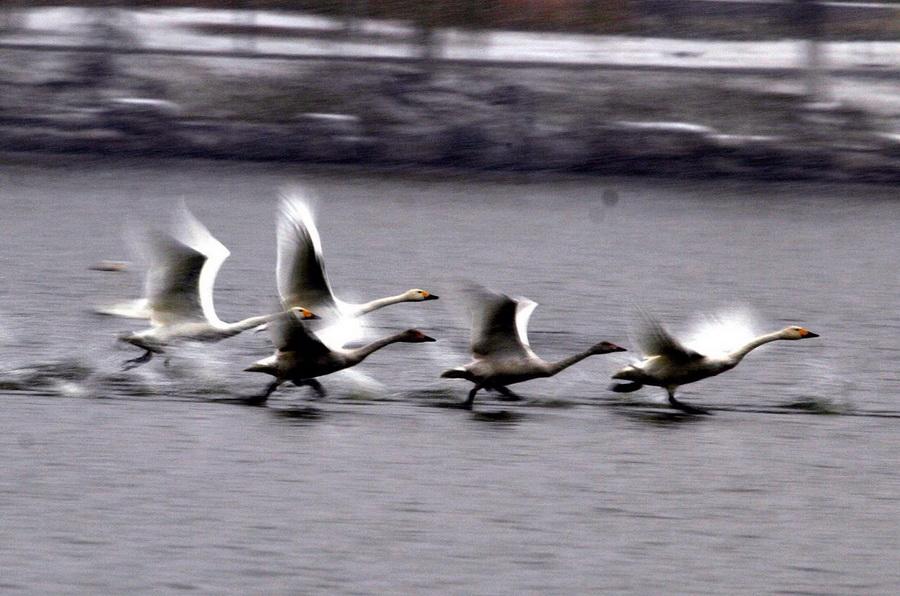 White swans congregate in Yanqing