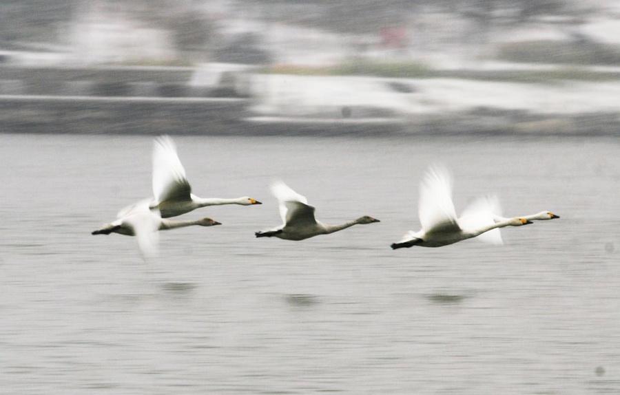 White swans congregate in Yanqing