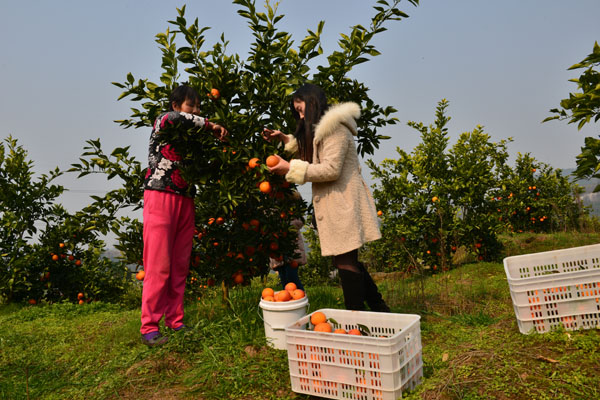 Rose-scented oranges popular for Valentine's Day