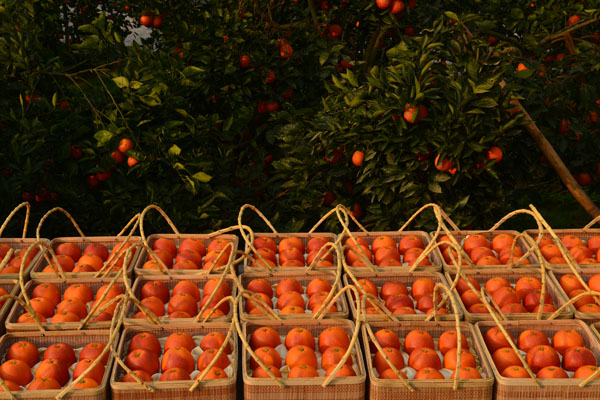 Rose-scented oranges popular for Valentine's Day