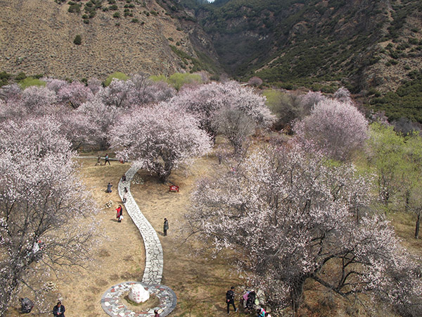 Boosting Tibetan village's economy through peach flower fest