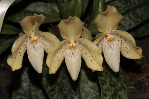 Shanghai orchid show blossoms