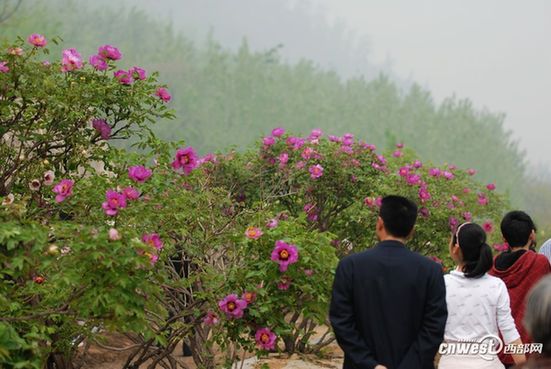 赏花何须到洛阳 阿姑泉边牡丹香