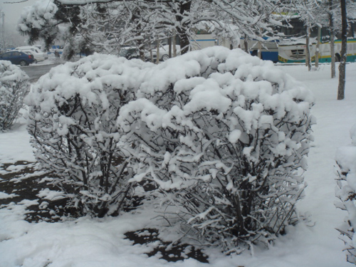 4月16日晨长春普降瑞雪