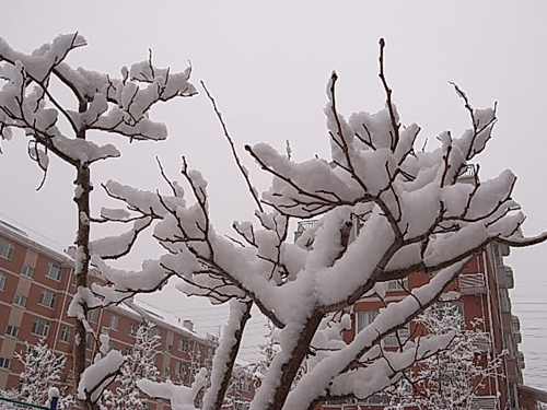 4月16日晨长春普降瑞雪