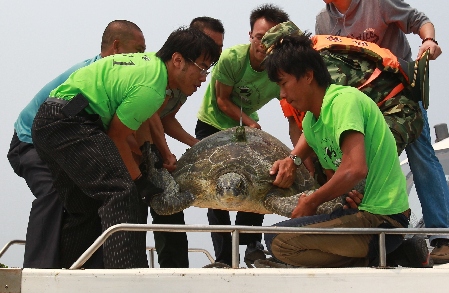海航助力911国际海龟保护组织放生海龟