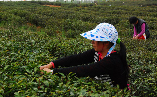 豫南大地茶飘香