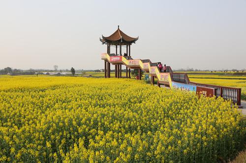 映象三月美如画 荆门油菜花节邀您相约花海