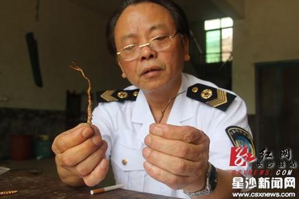 长沙县挖出虫草 专家鉴定为亚香棒虫草