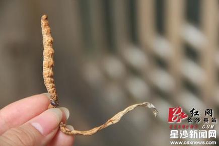 长沙县挖出虫草 专家鉴定为亚香棒虫草