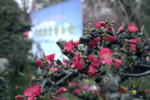 成都第八届海棠花会掠影