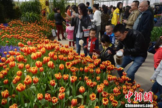 山西民众踏青扎堆 花卉生态园日接游客上万