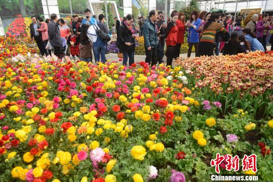 山西民众踏青扎堆 花卉生态园日接游客上万