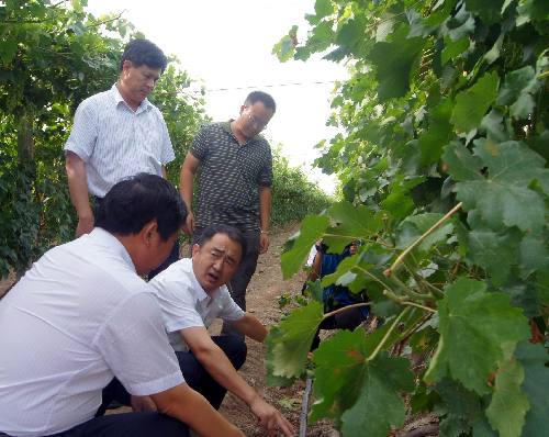 国家葡萄酒专家为新疆兵团第六师共青团农场葡萄酒产业发展“导航”