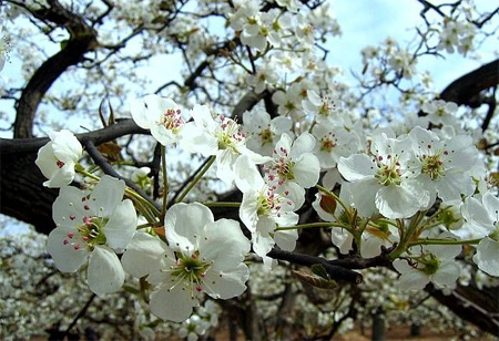 Pear Orchard in Dangshan Mountain