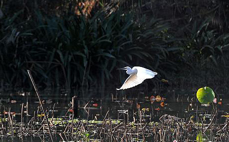 Little egrets inhabit Fuzhou’s Xihu Park