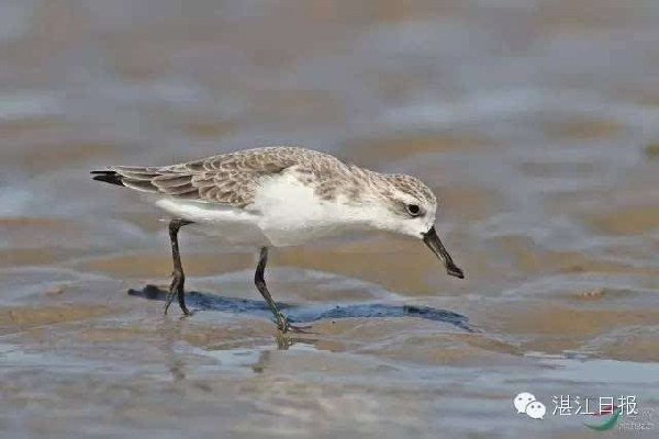 More water birds recorded at Zhanjiang nature reserve