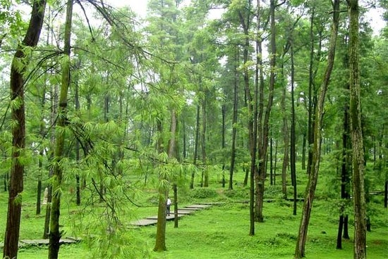 Guizhou's forest coverage reaches 42.53%