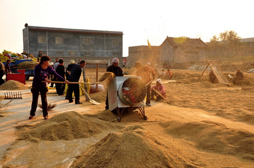 Good harvest for Ruzhou grain producer