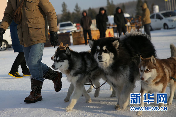 Pole of Cold Festival opens on Christmas Day