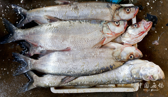 Taihu Lake White Fish