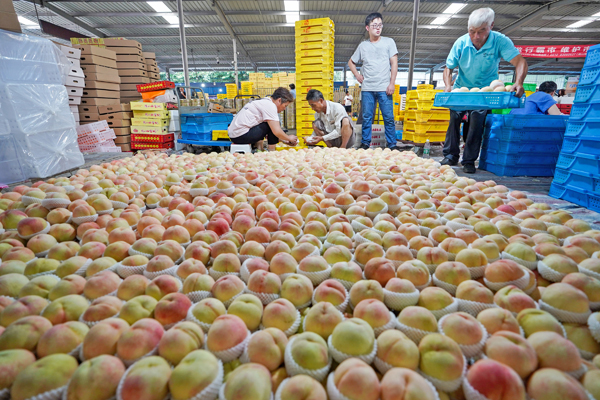 Yangshan Honey Peach eyes global markets