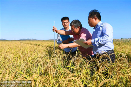 Maximum yield of China's sea rice way beyond experts' expectations