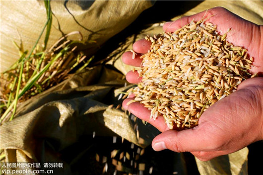 Maximum yield of China's sea rice way beyond experts' expectations
