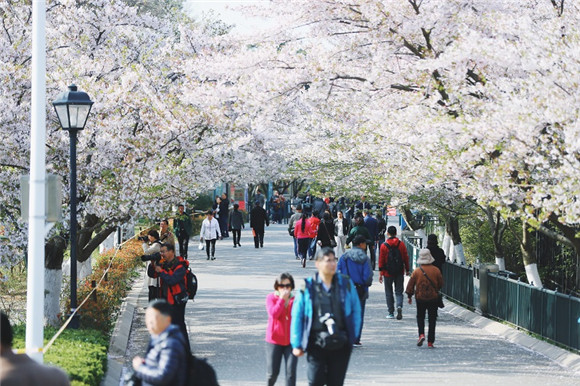 2018 Qingdao Flower Admiring Festival beckons