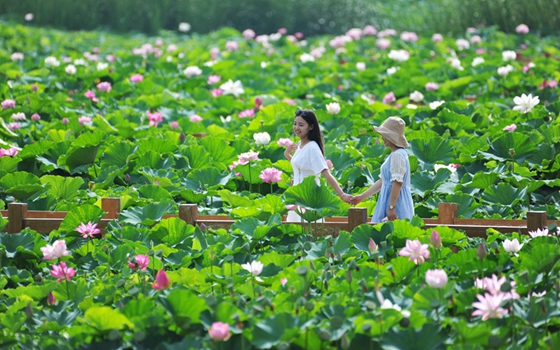 Enjoy blooming lotus in Taierzhuang wetland park