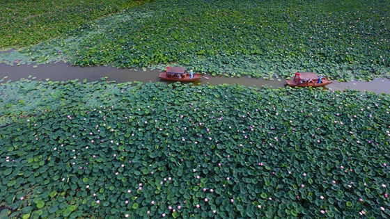 Enjoy blooming lotus in Taierzhuang wetland park