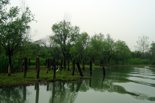 Xixi Wetland in Hangzhou