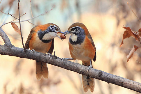 Mount Tai completes bird observation project