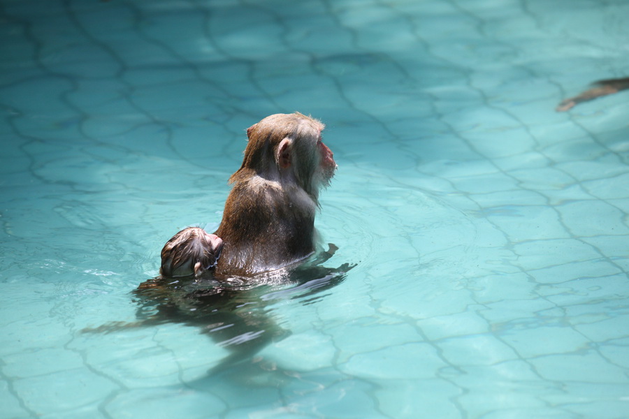 Nanwan Monkey Island in Hainan