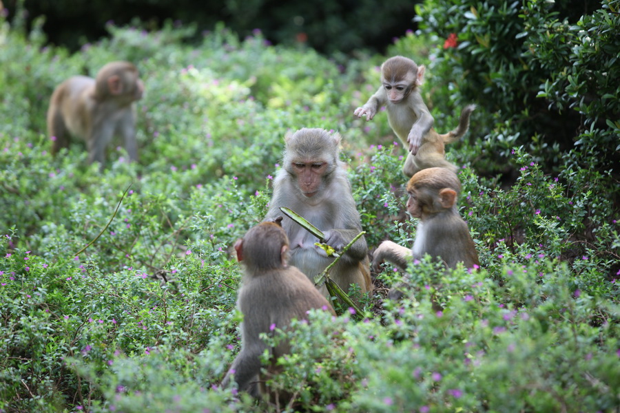 Nanwan Monkey Island in Hainan