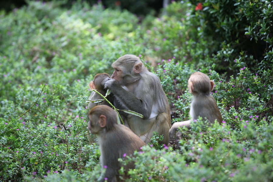 Nanwan Monkey Island in Hainan