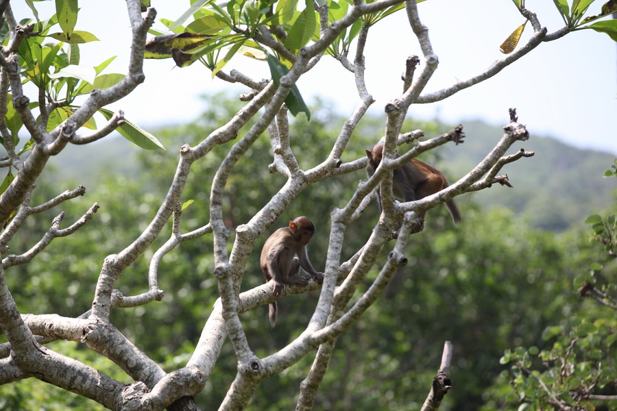 Nanwan Monkey Island in Hainan