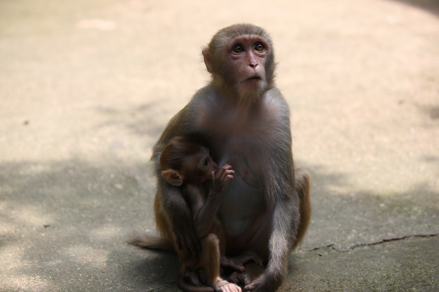 Nanwan Monkey Island in Hainan