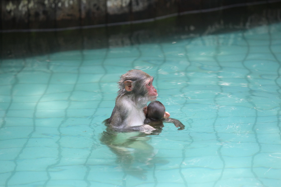 Nanwan Monkey Island in Hainan