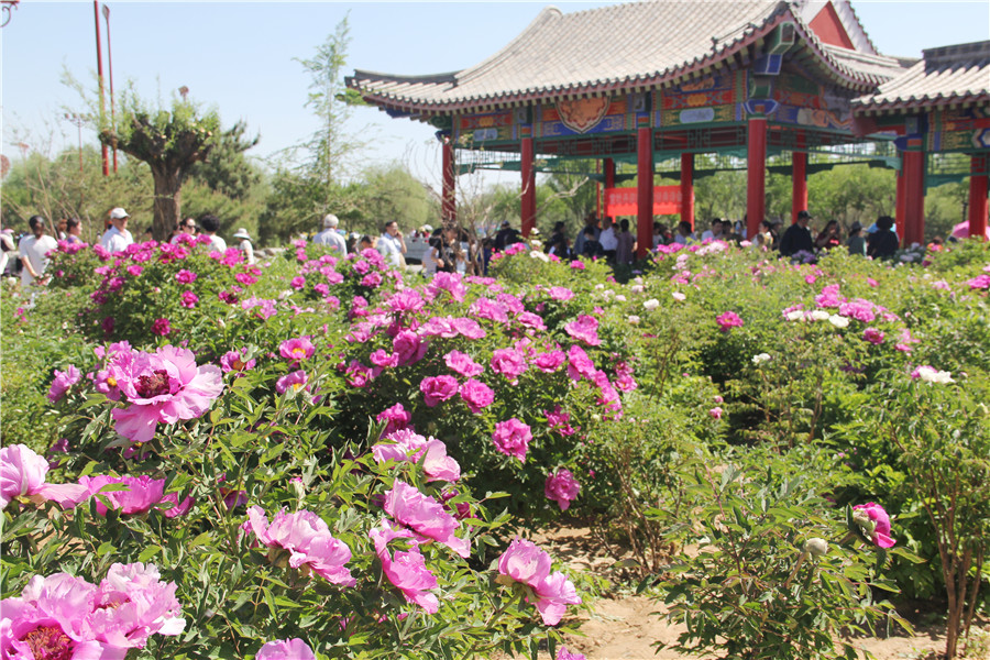 Peony festival opens in Ordos