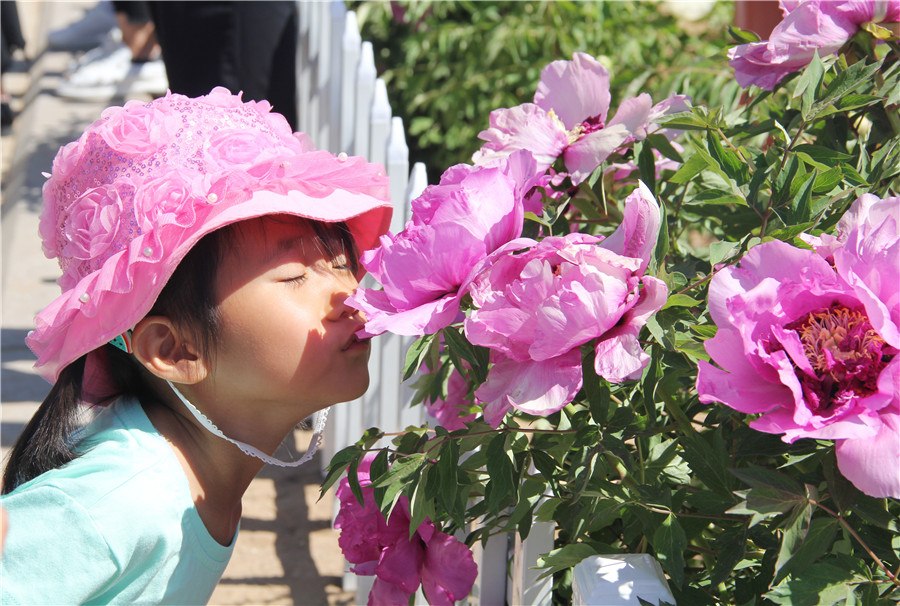 Peony festival opens in Ordos