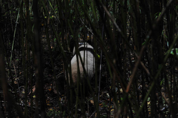 Young panda gets a taste of the wild life