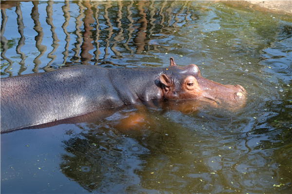 Hainan's kingdom of animals and tropical plants