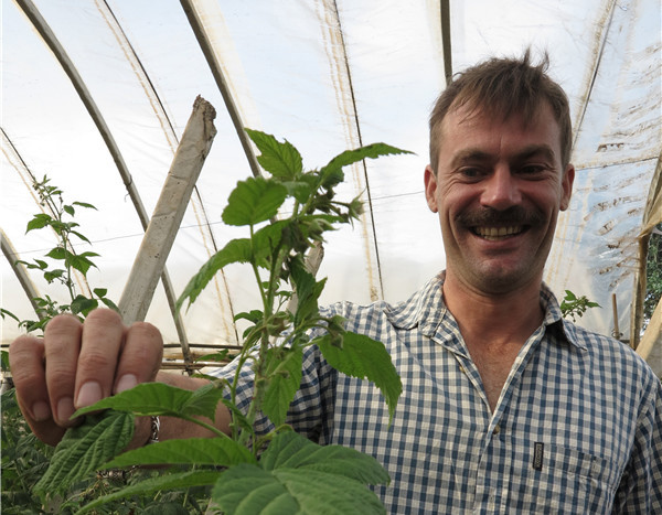 Rich pickings for raspberry farm