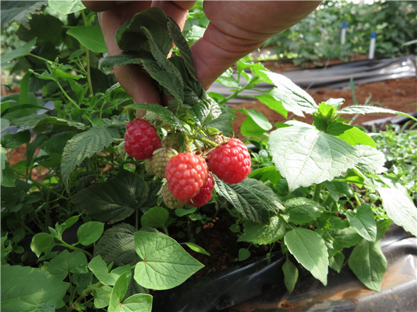 Rich pickings for raspberry farm