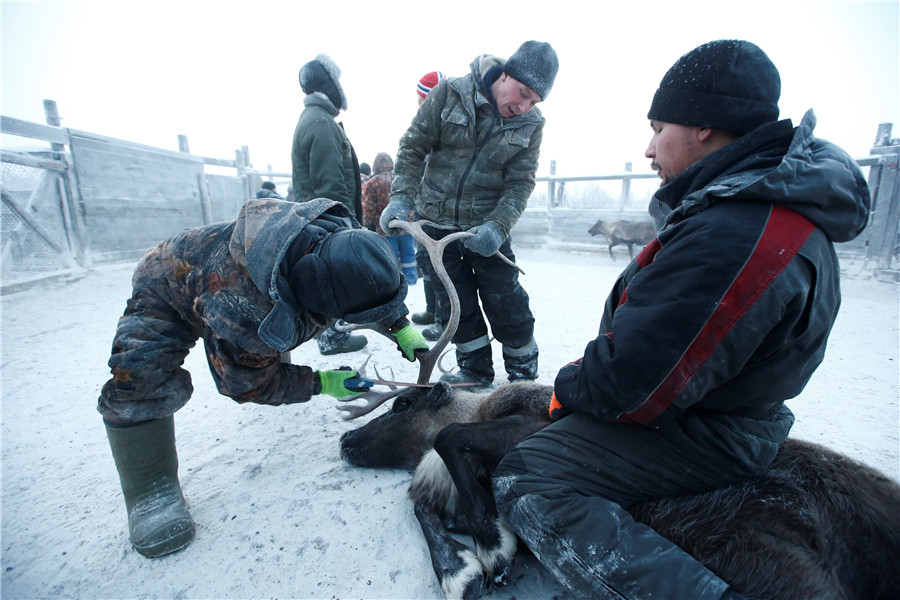 Reindeer Herding In Russia's Arctic