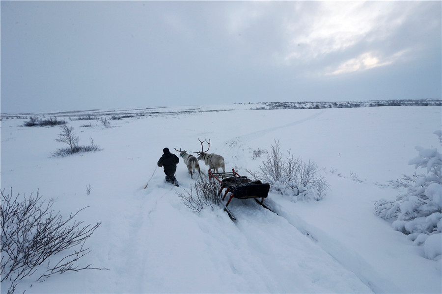 Reindeer Herding In Russia's Arctic