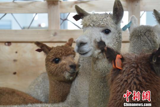 Biggest delivery of Australian alpacas lands in China