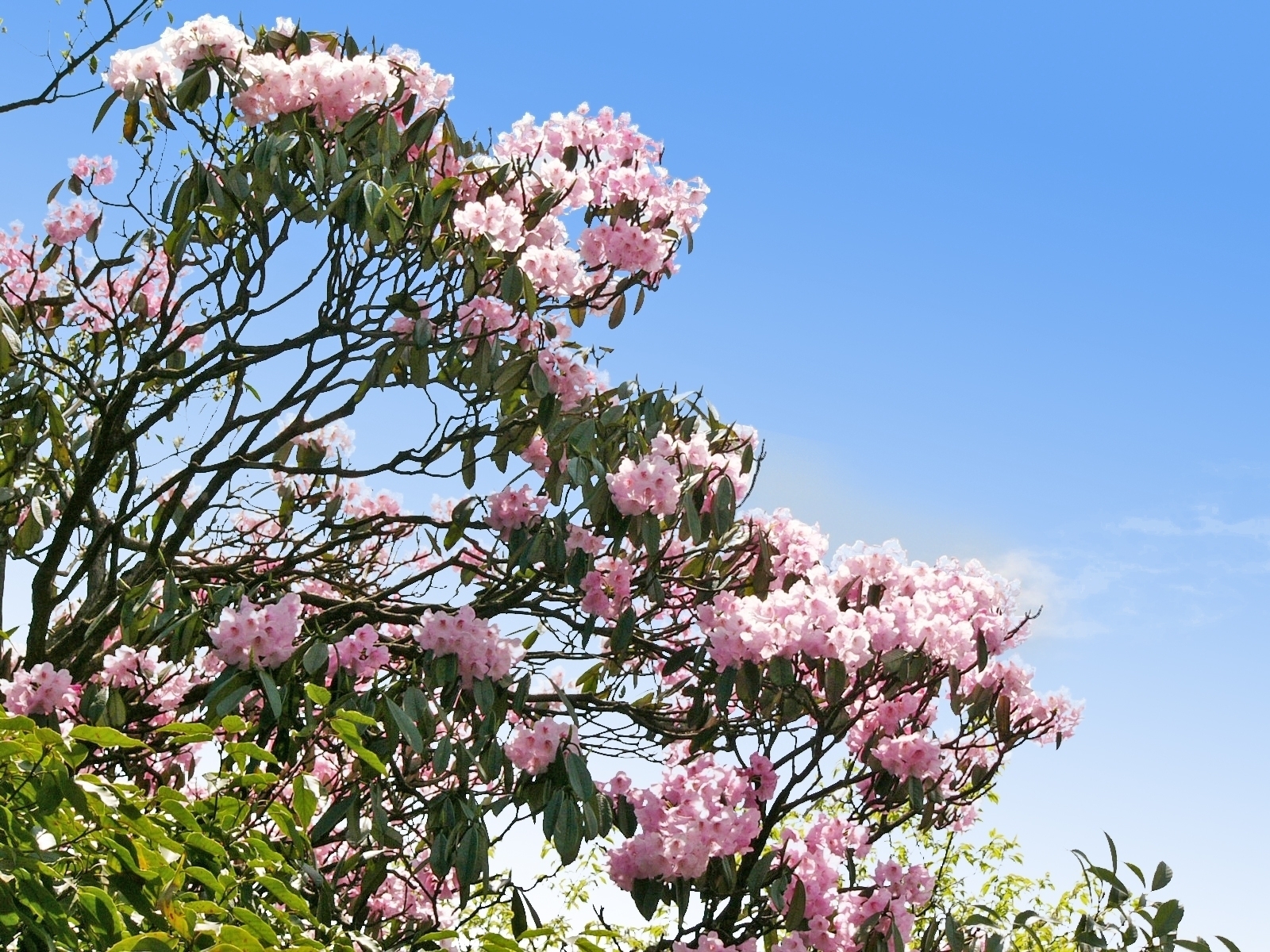 Blossoming flowers on Mount Fanjing