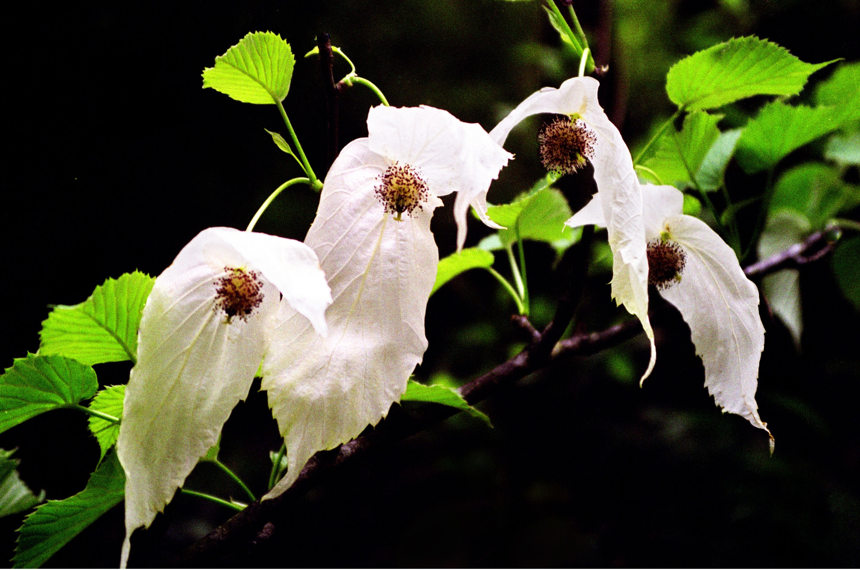 Blossoming flowers on Mount Fanjing